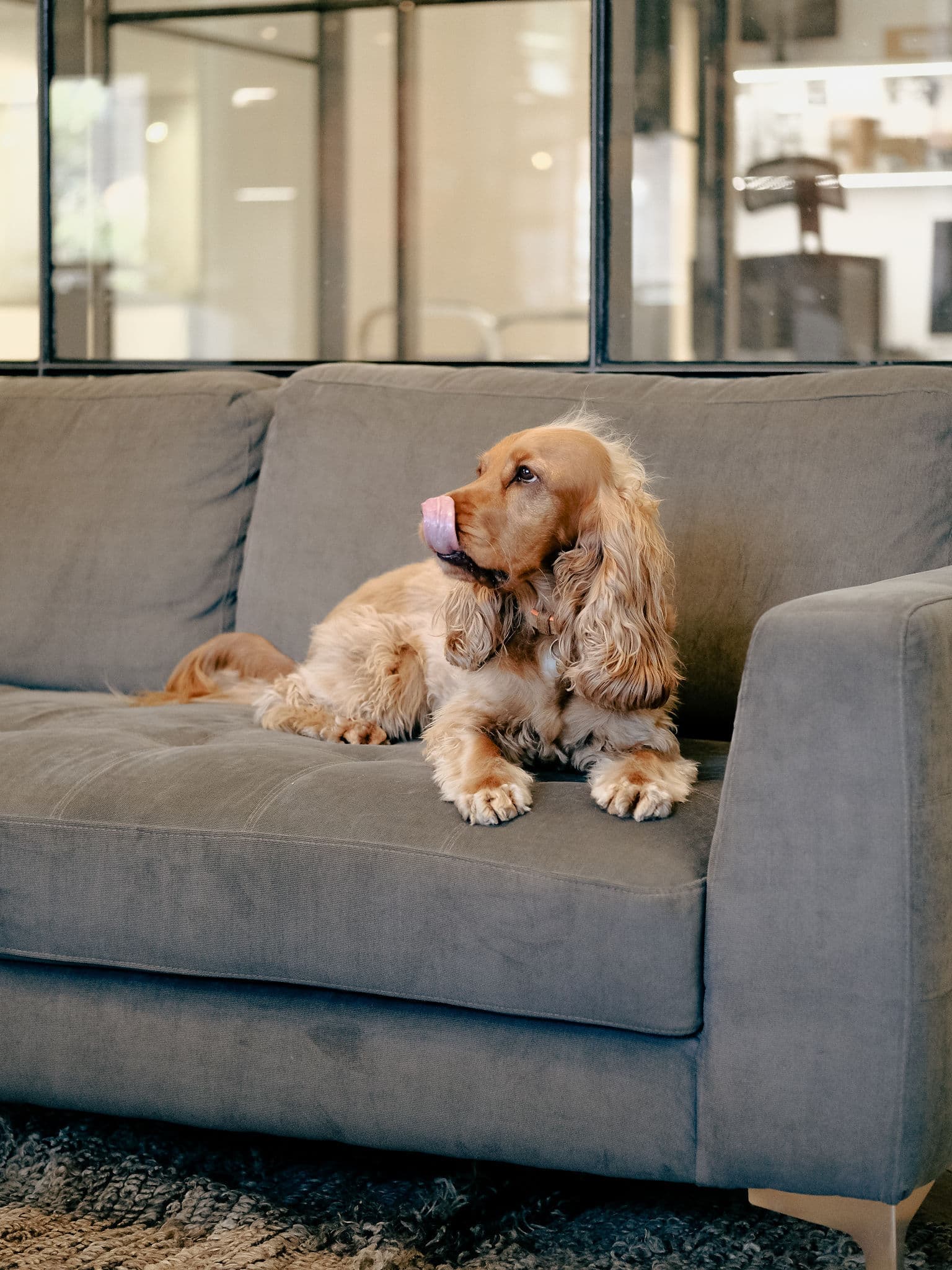 happy dog on couch